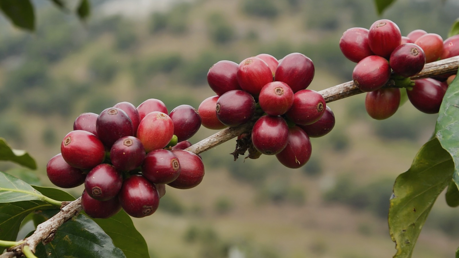 Reife, tiefrote Kaffeekirschen hängen dicht an einem Zweig vor dem Grün eines hochgelegenen Anbauhangs.